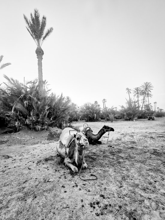 Kamel Wüstenhochzeit 